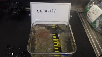 Media type: image;   Invertebrate Zoology 153512 Description: live specimen;